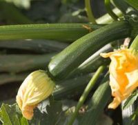 Courgette and basil soup