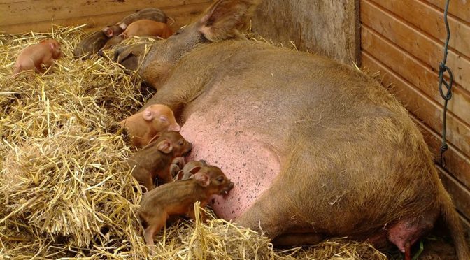 Piglets
