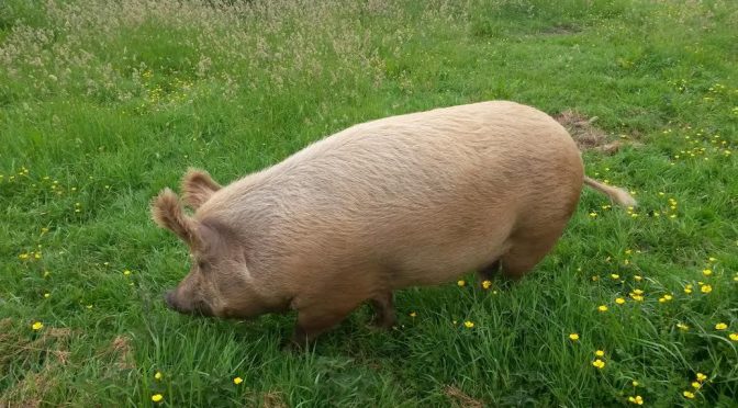 Farm Newsletters – Issue no. 3