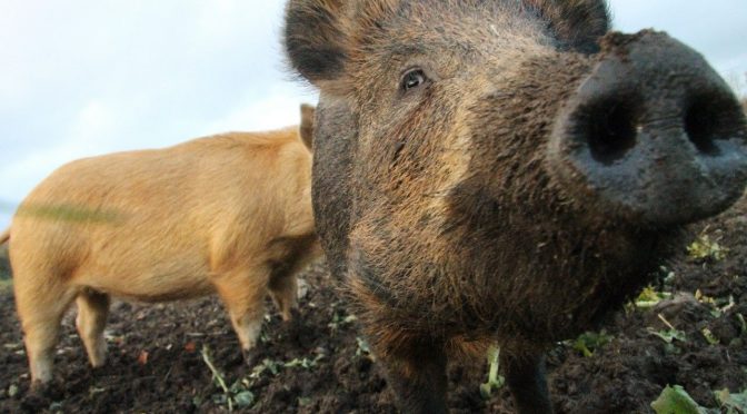 Farm Newsletter – Issue no. 4