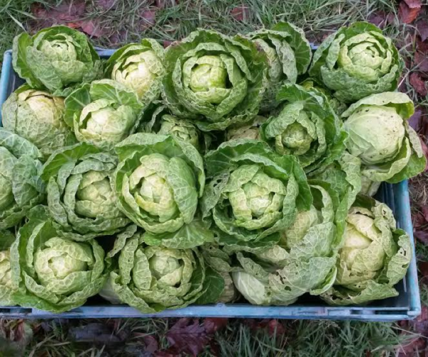 Farm Newsletter – Issue No.1