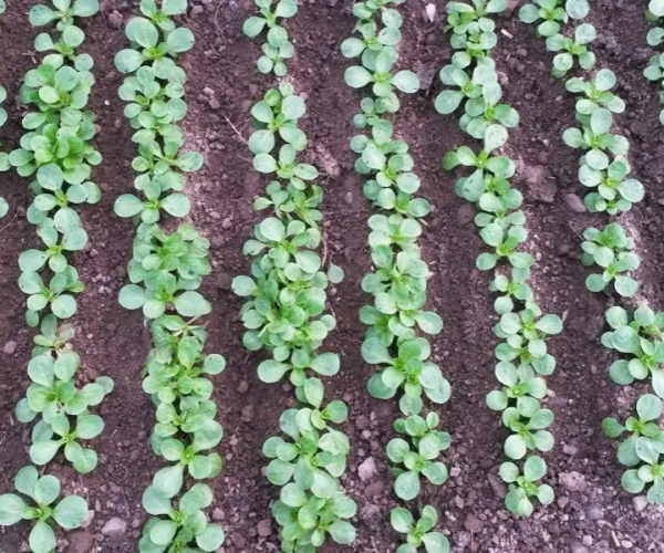 Farm Newsletter – Issue No. 2