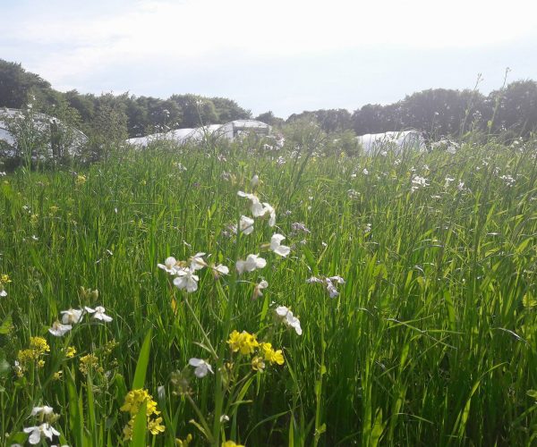 More than vegetables!  A photo essay of soil, cover crops and good old farm yard manure.