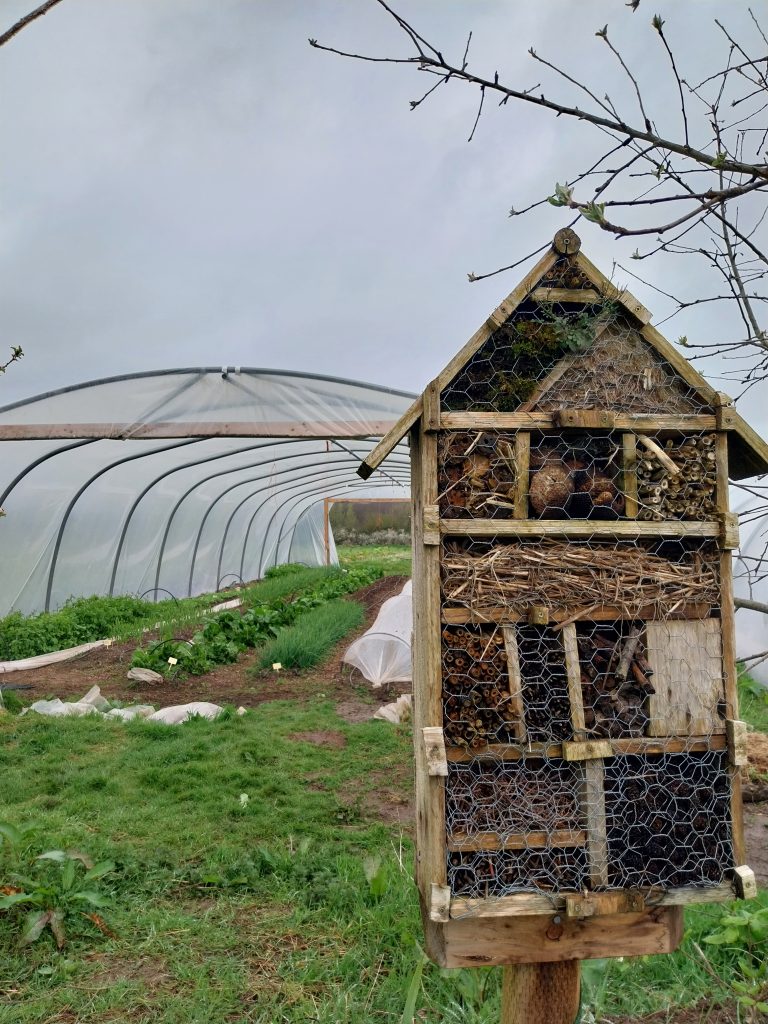 CFF Insect Hotel