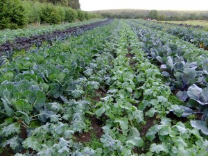 Field of kale and chard